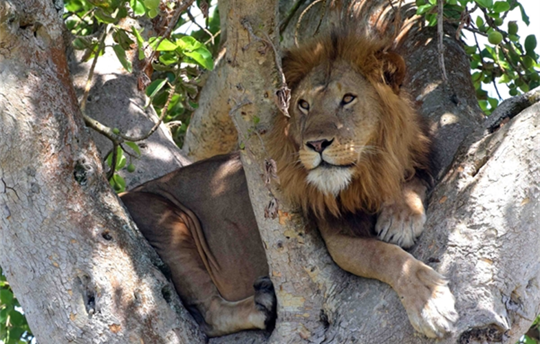 1_Treeclimbing lion of Ishasha_A.J.Plumptre_WCS